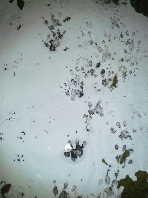 Hedgehog and mouse pawprints