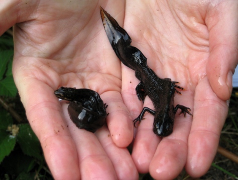 A Smooth Newt (left) next to a Great Crested Newt (right) - note the smooth newt has smoother skin and is much smaller.