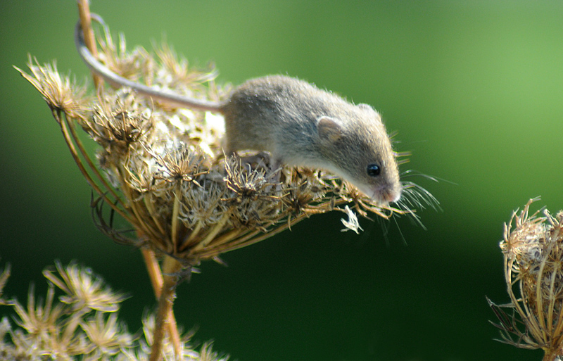 Harvest mouse on seedhead