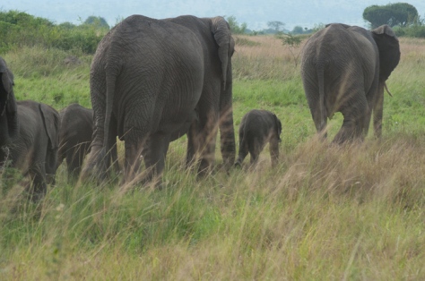 Elephants on the move in Uganda