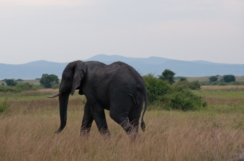 Ugandan elephant