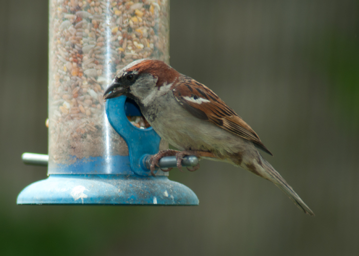 Male house sparrow on seed feeder