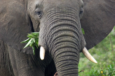 Close up of elephant eating