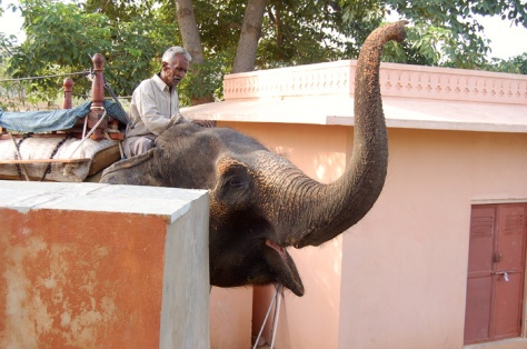 Retired working elephant in India