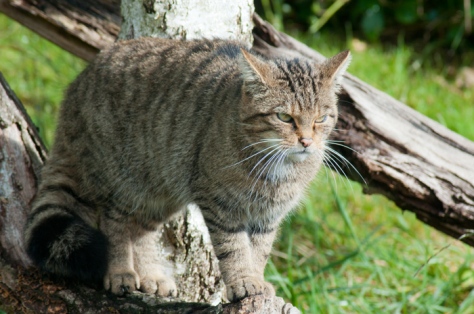 grumpy looking wildcat