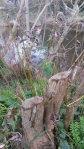 New growth from beaver-coppiced willows on the River Otter