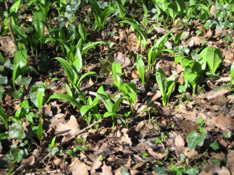Signs of spring - wild garlic leaves