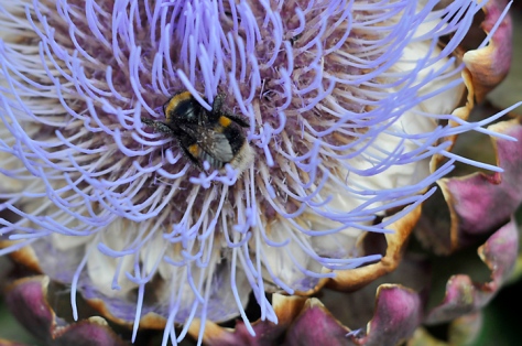 Bumblebee in artichoke flower