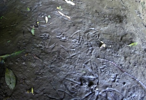 Mink and heron(?) prints in the silt by the River Mole