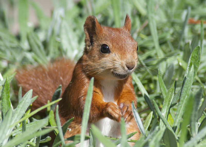 Adult red squirrel