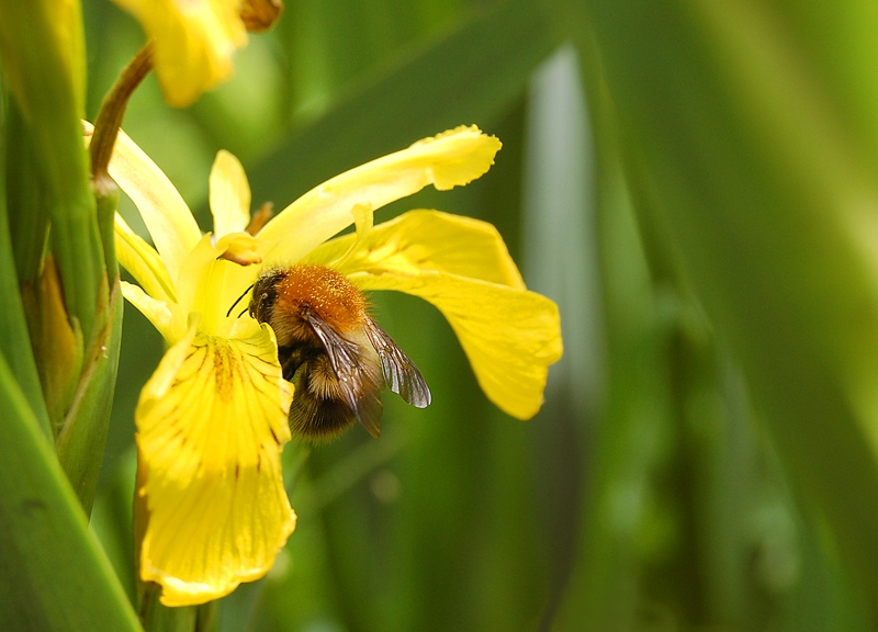 Bumblebee on yellow flag iris