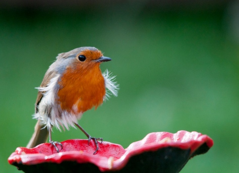 Very ruffled robin