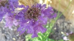 Vivid violet scabious