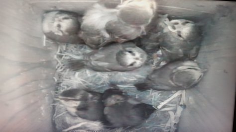 Bluetit chicks nearly ready to fledge 
